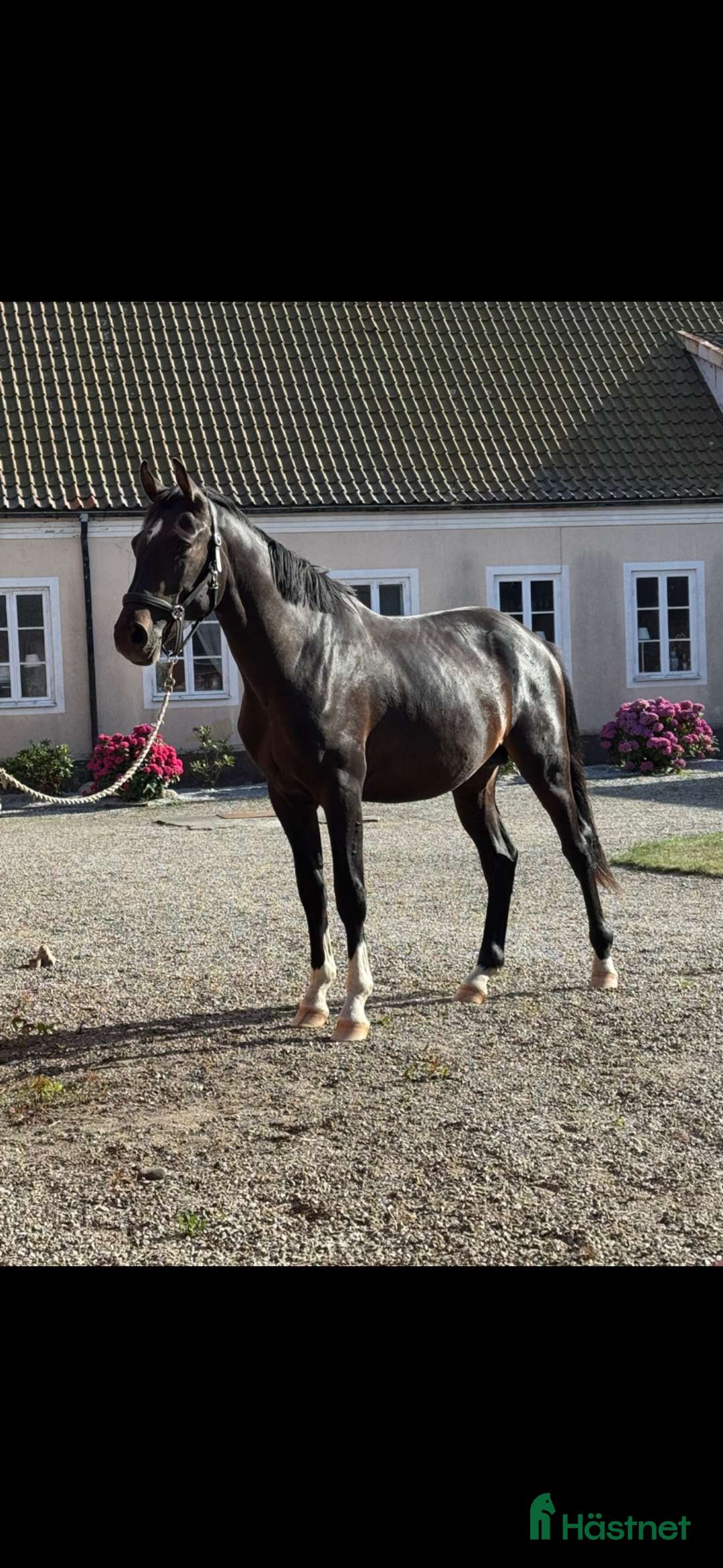 Hoppning hästar till salu: Unghäst med stor potential  i Tomelilla - Annons 1