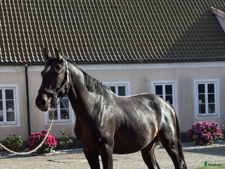 hästar Unghäst med stor potential i Tomelilla - Annons 16