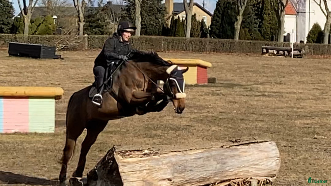  hästservice finnes: Inridning utbildning försäljning tävling  i Falkenberg - Annons 1