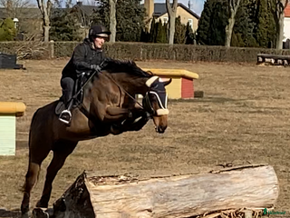 hästservice Inridning utbildning försäljning tävling i Falkenberg - Annons 17