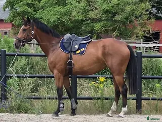 hästar 5 års sto m hoppförmåga - Annons 15