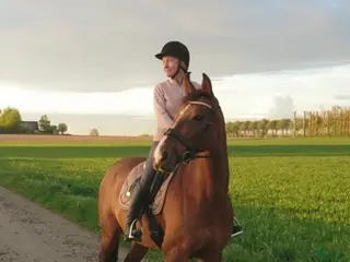 stallplats Vill hyra stall eller boxar/lösdrift - Annons 5