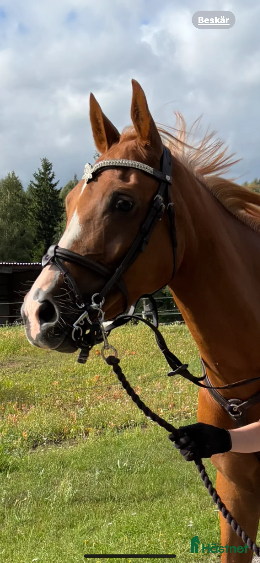 Allround hästar till salu: Intressekoll, ponny med kapacitet⭐️ - Annons 1