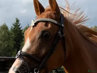 hästar Intressekoll, ponny med kapacitet⭐️ - Annons 9