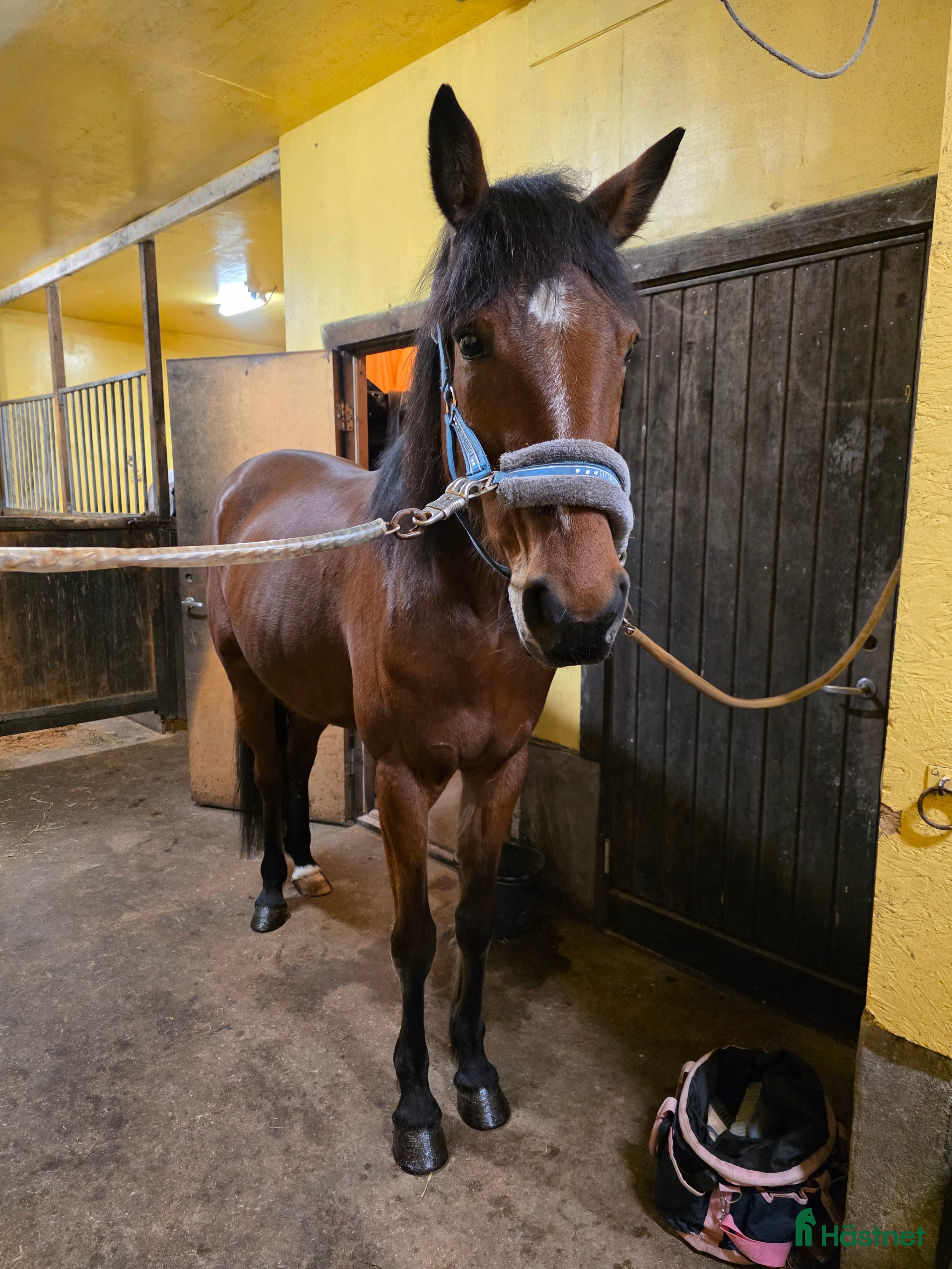  hästar Söt ponnyliknande fd travare - Annons 1