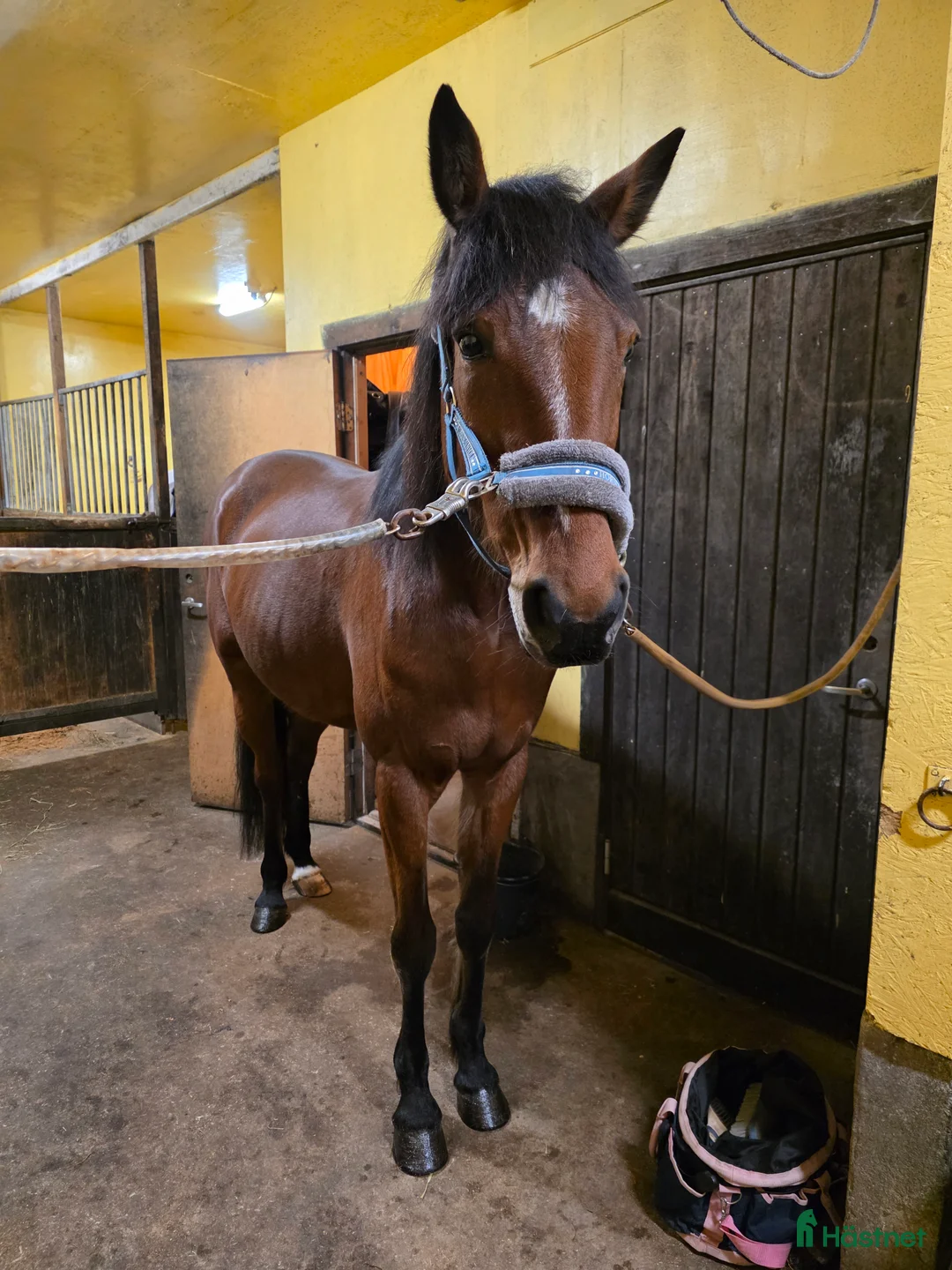 Allround hästar till salu: Söt ponnyliknande fd travare - Annons 1