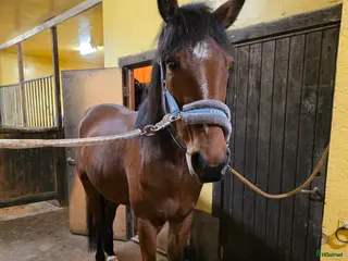 hästar Söt ponnyliknande fd travare - Annons 1