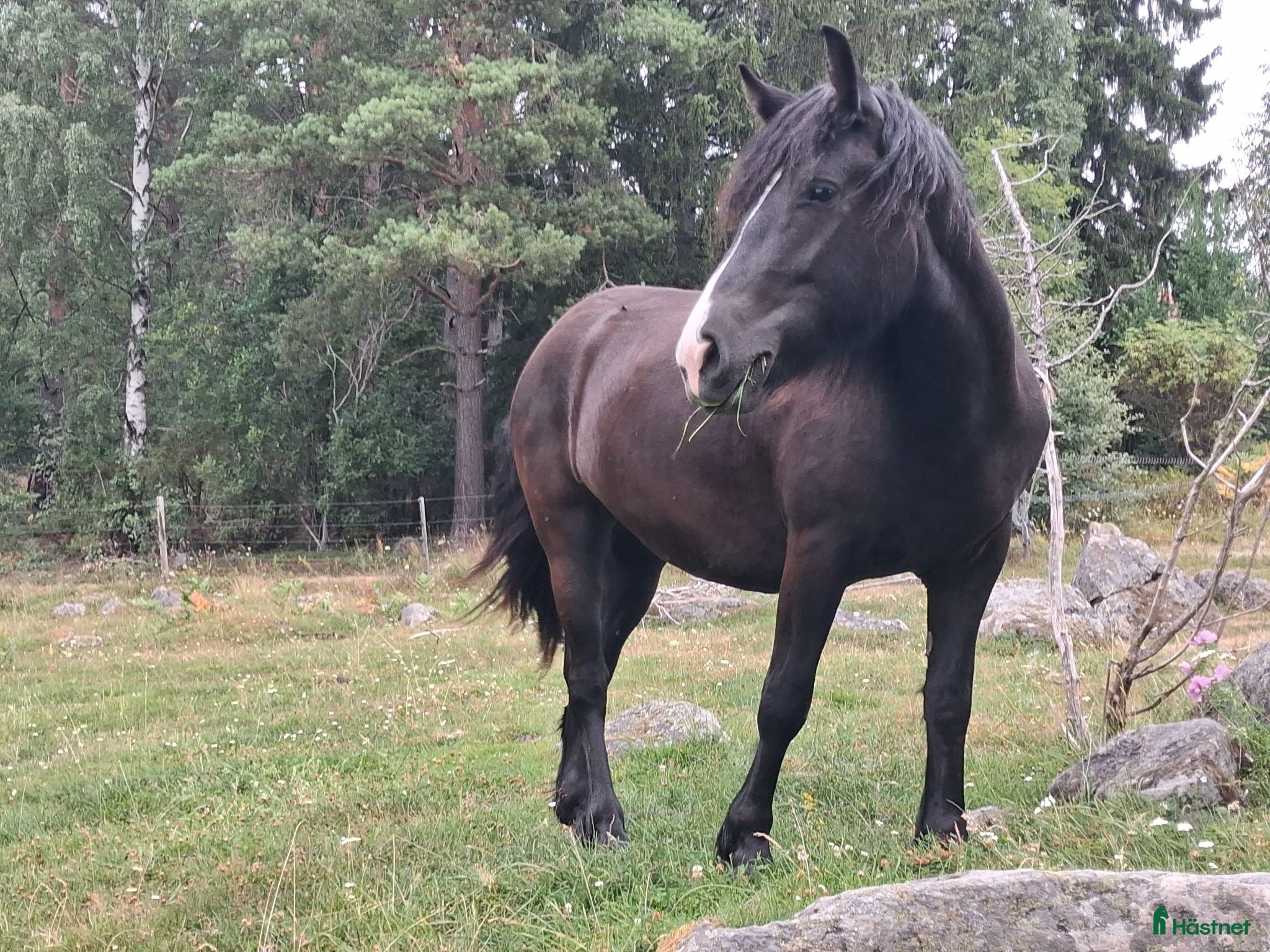  hästar 2-årigt sto - Annons 10