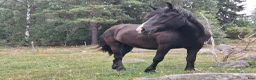 Allround hästar till salu: 2-årigt sto i Julita - Annons 1
