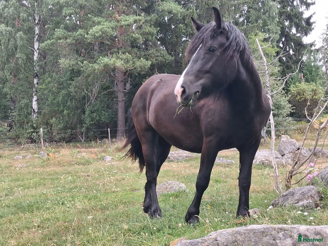 Allround hästar till salu: 2-årigt sto i Julita - Annons 1