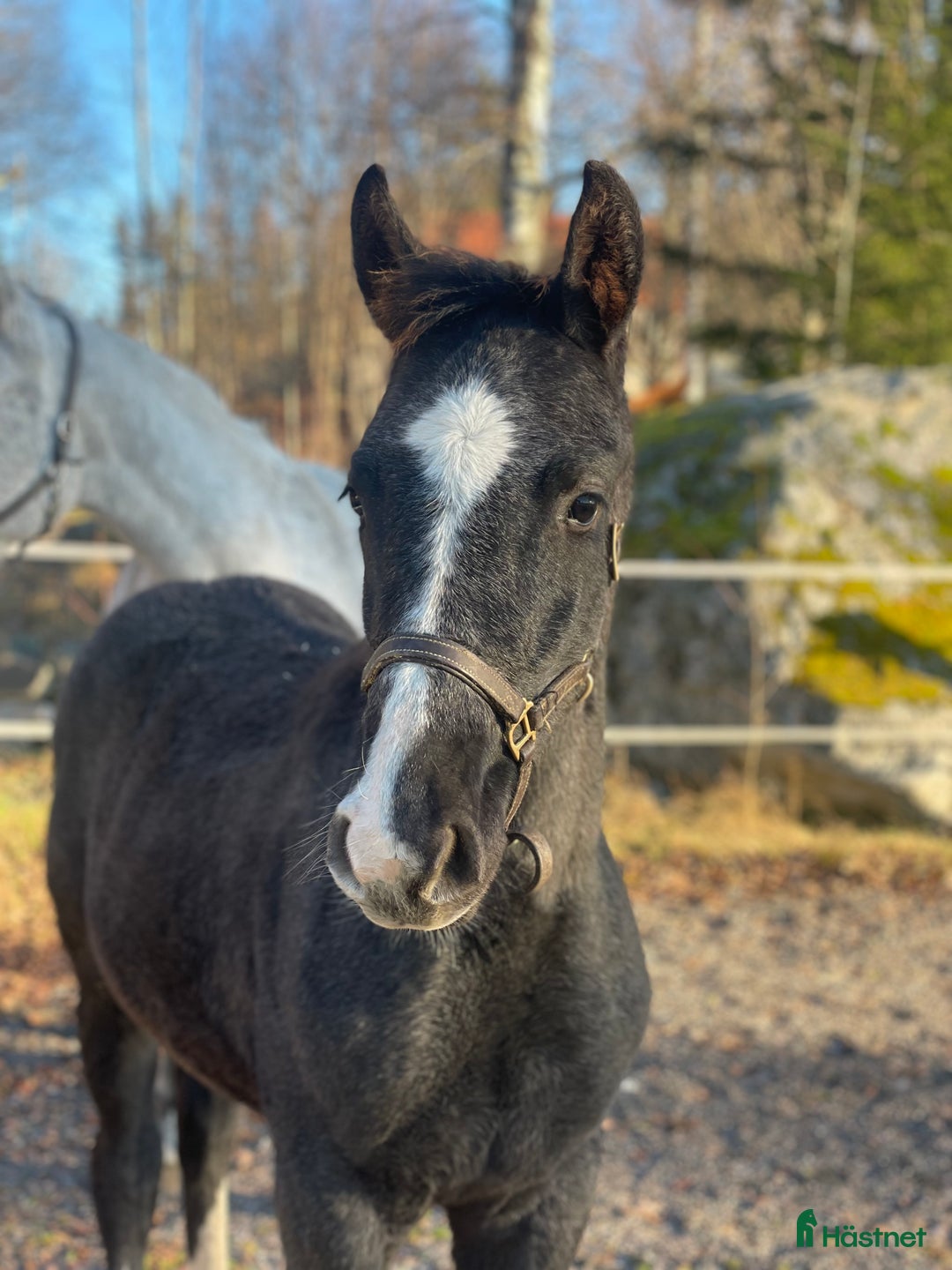 Hoppning hästar till salu: Stoföl e. Special One - Cartier  i Saxdalen - Annons 1