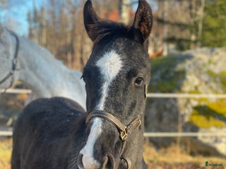 hästar Stoföl e. Special One - Cartier i Saxdalen - Annons 24