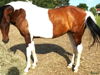 hästar 5 Paso Finos en eller fler - Annons 13