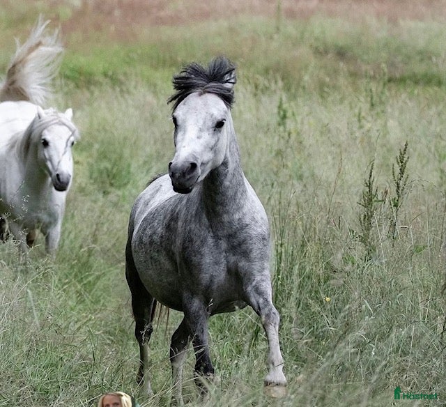  hästar Litet sec A sto söker nytt hem i Lerum - Annons 13