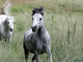 hästar Litet sec A sto söker nytt hem i Lerum - Annons 13