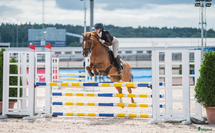  hästar i Kungälv - Annons 2