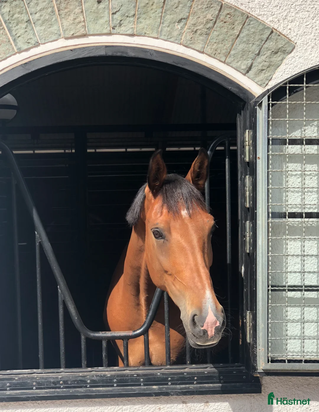  medryttarhäst finnes: Medryttare sökes (vallentuna) i Vallentuna - Annons 1