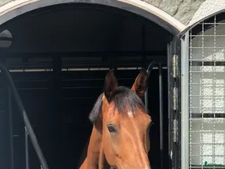 medryttarhäst finnes: Medryttare sökes (vallentuna) - Annons 9