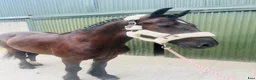 Allround hästar till salu: Handsome gelding 155cm - Annons 7