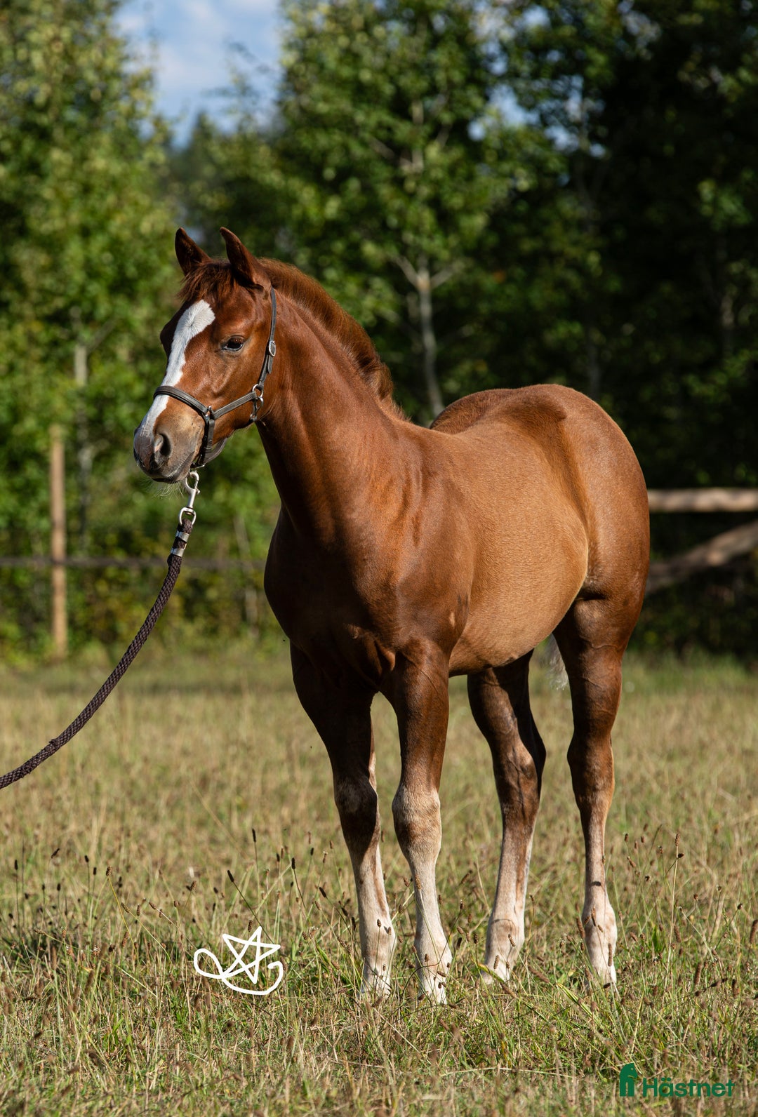Western hästar till salu: Blivande reiningstjärna - byte möjligt!  i Hjo - Annons 13