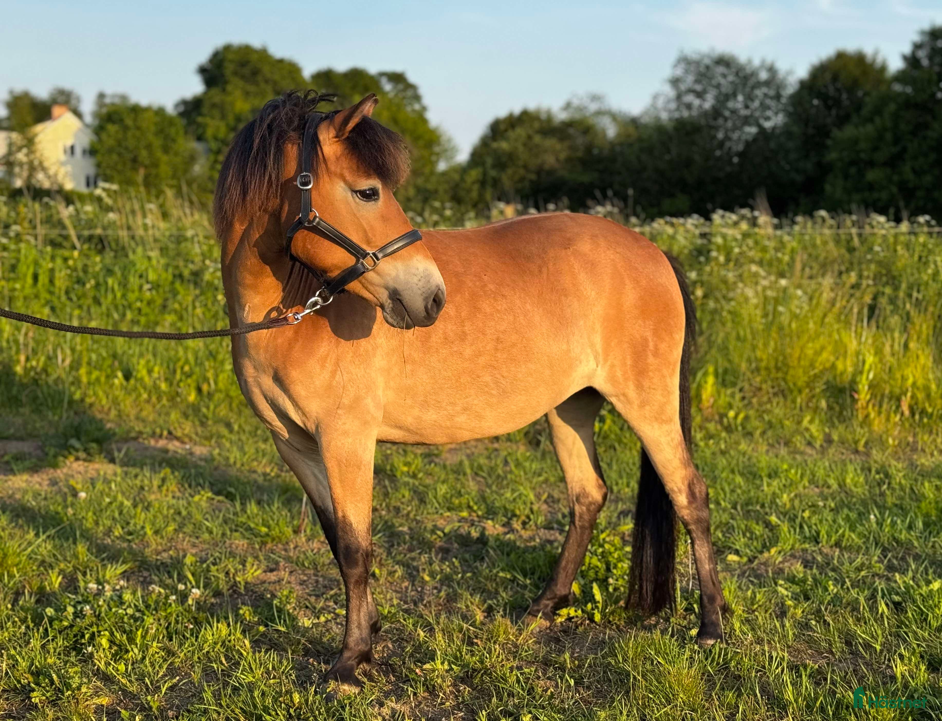  hästar Trevligt ungponnysto - Annons 8