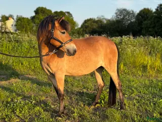 hästar Trevligt ungponnysto - Annons 8
