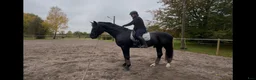 Dressyr hästar till salu: Superfin black beauty  - Annons 1