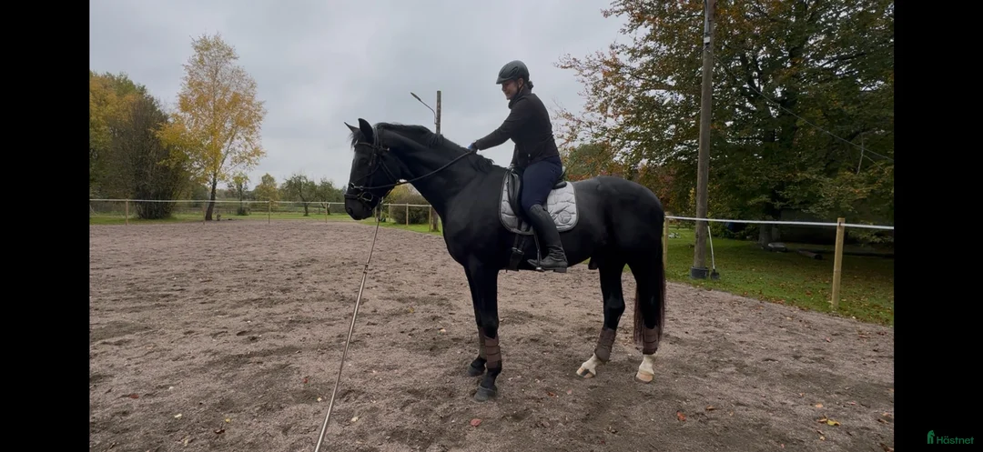 Dressyr hästar till salu: Superfin black beauty  - Annons 1