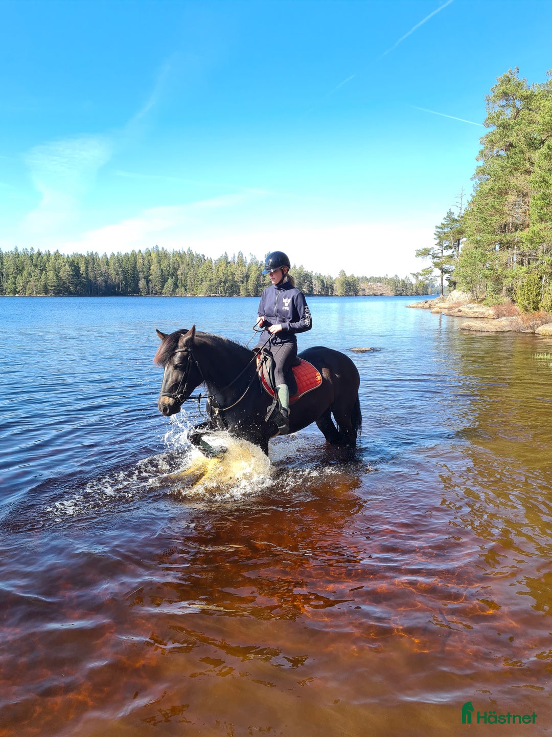  foderhäst finnes: Fodervärd sökes till kallblodstravaren Lisa. 🐴 i Bredared - Annons 2