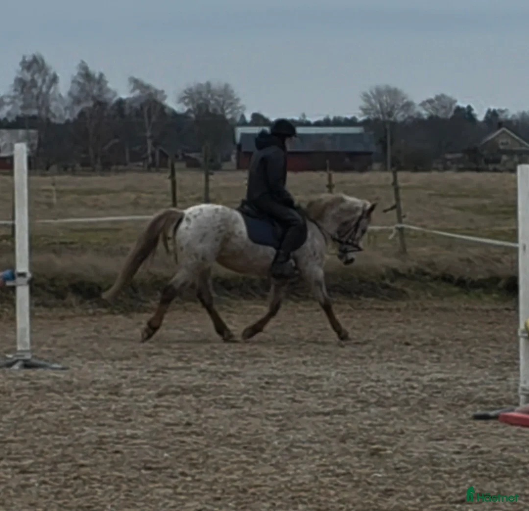 Allround hästar till salu: Trevlig ponny - Annons 2