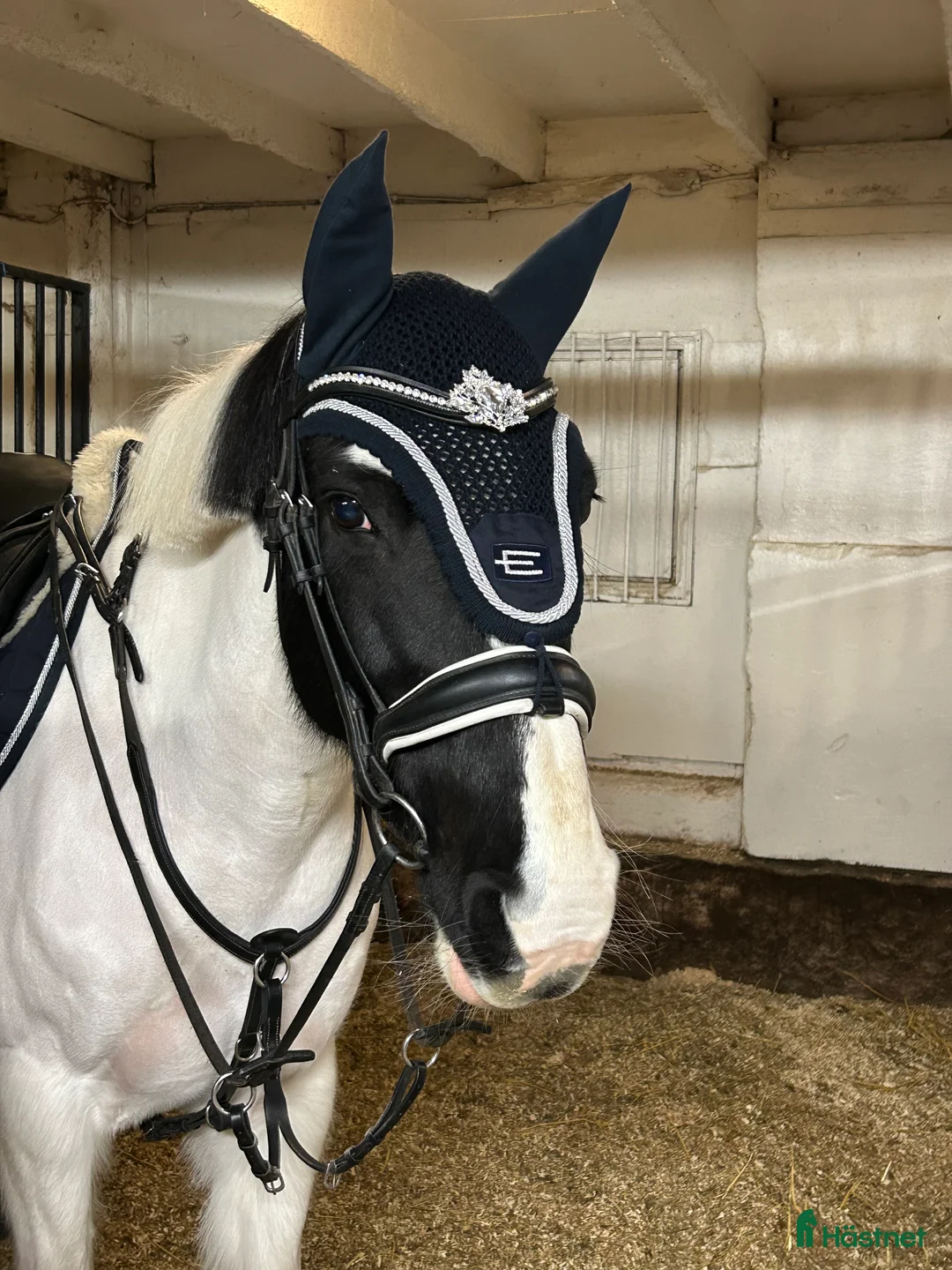 Allround hästar till salu: Din egen prinsessa ❤️ - Annons 2