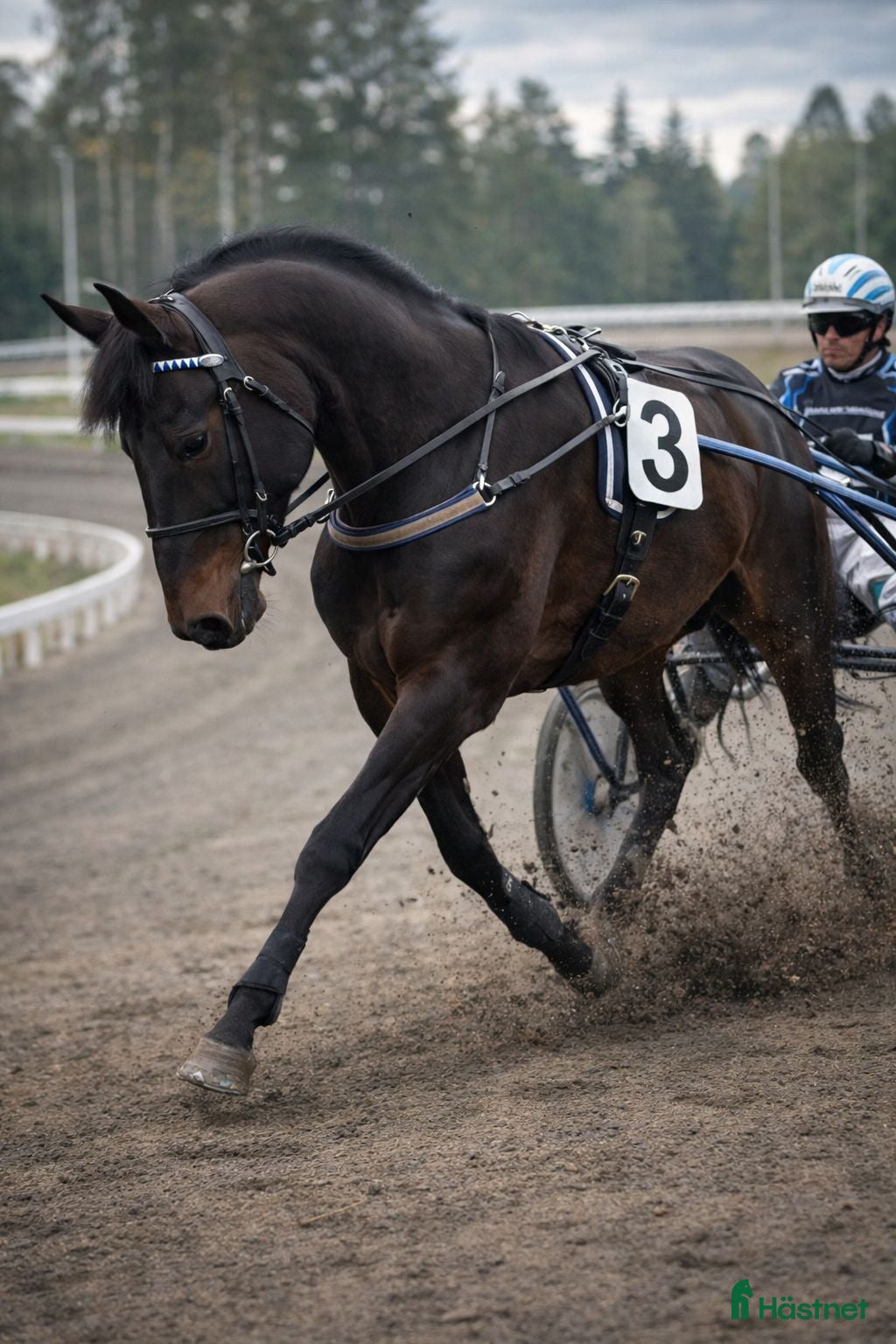  hästar Minja söker sin egen människa  - Annons 1