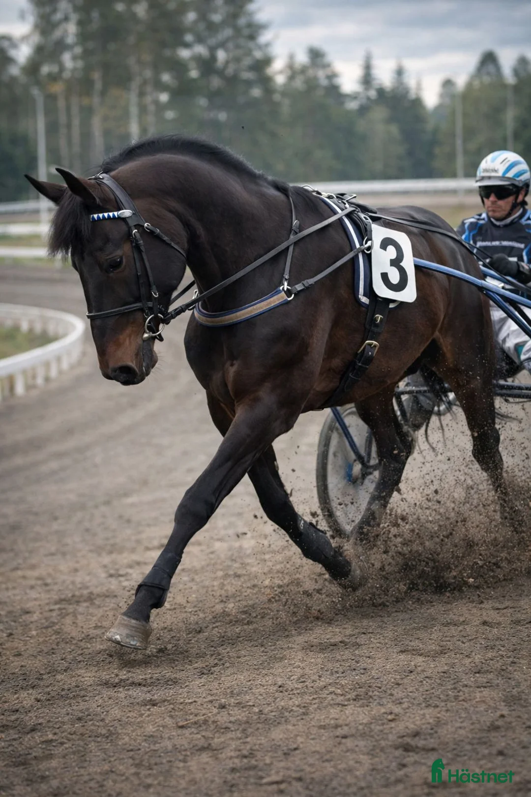 Allround hästar till salu: Minja söker sin egen människa  - Annons 1