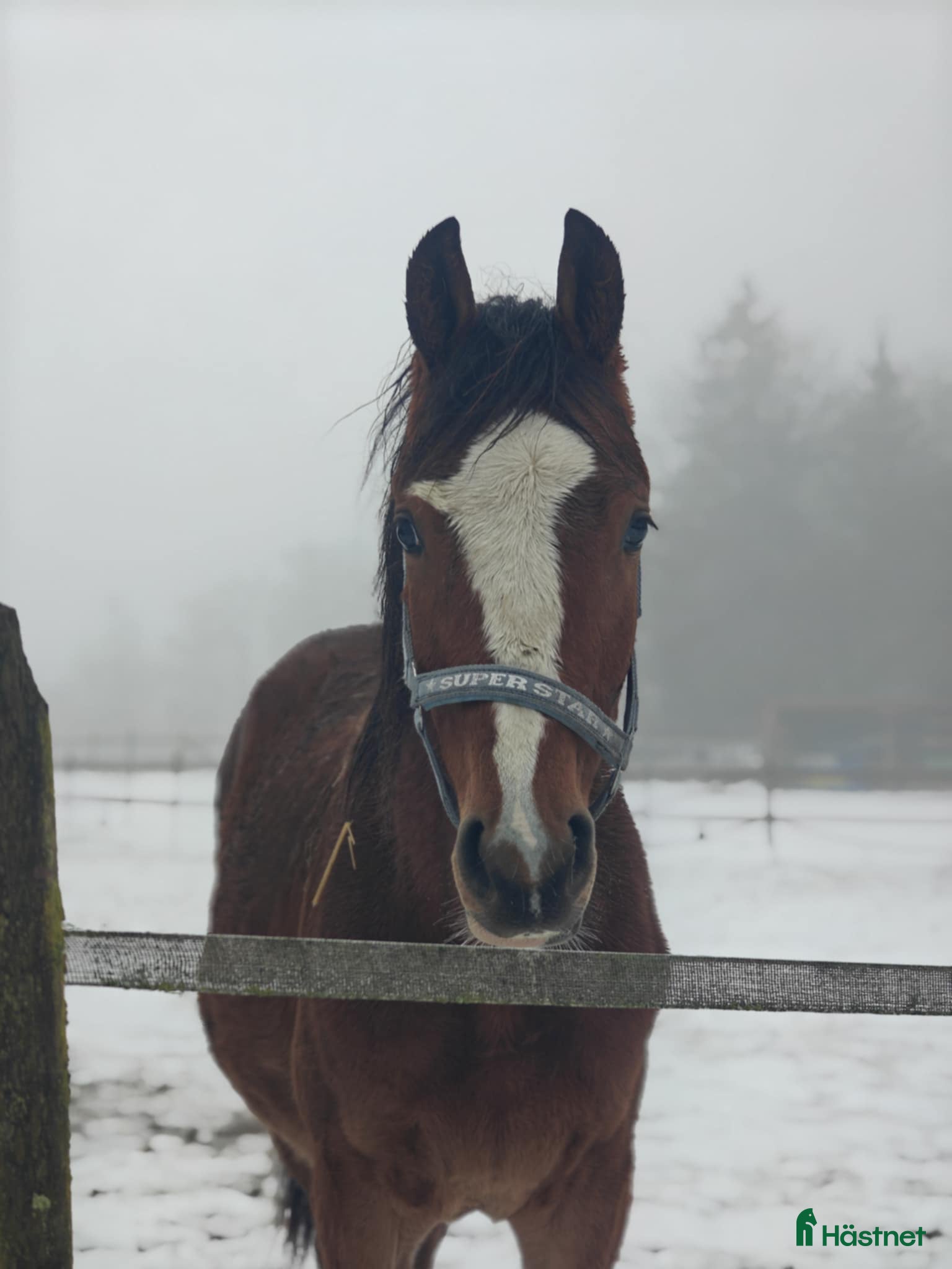  hästar Heartbeat-Cabachon-Cortez  - Annons 2