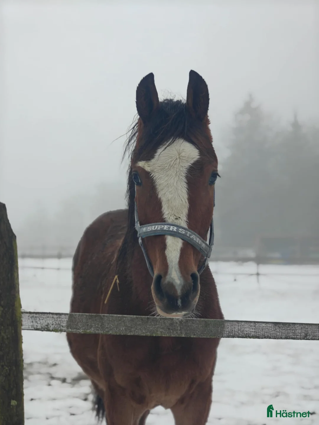 Hoppning hästar till salu: Heartbeat-Cabachon-Cortez  - Annons 1