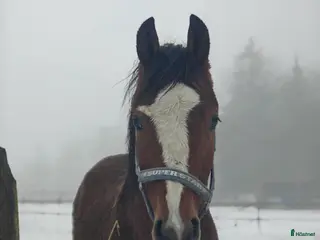 hästar Heartbeat-Cabachon-Cortez - Annons 2