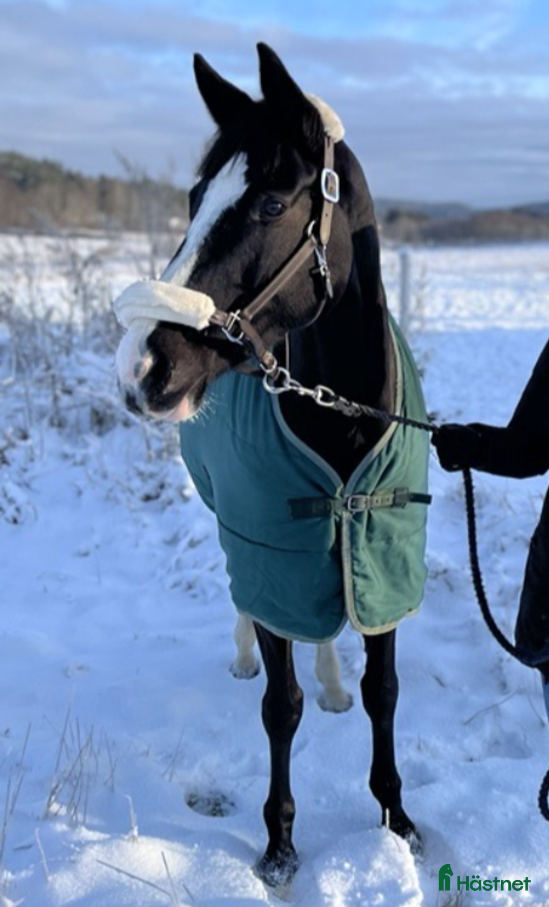 Avelshästar hästar till salu: Projekt-/avelshäst sto f.2011 i Västra Frölunda - Annons 2