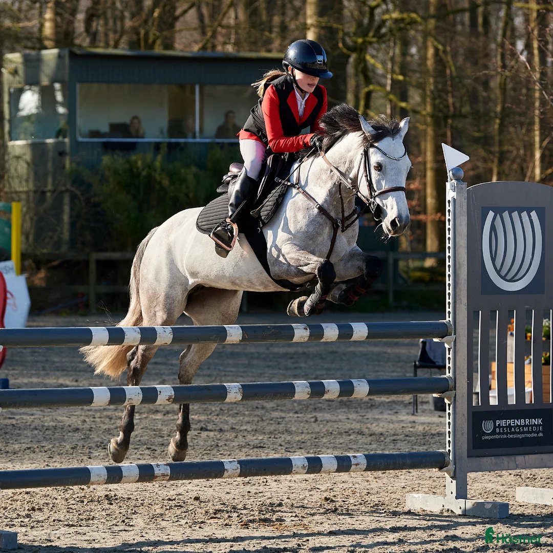 Hoppning hästar till salu: Min bedste ven kan blive din - Annons 6