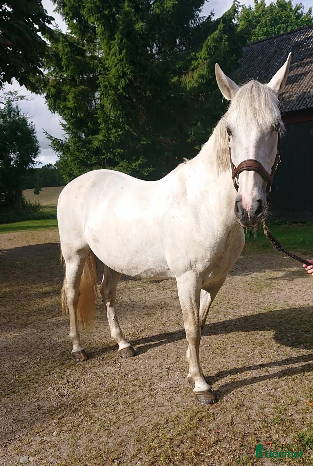 Allround hästar till salu: Trevligt Sto i Ljungbyhed - Annons 1