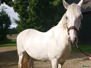 hästar Trevligt Sto i Ljungbyhed - Annons 18