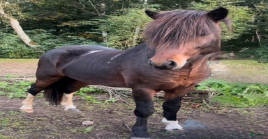  hästar Blivande stjärna! i Kalmar - Annons 2