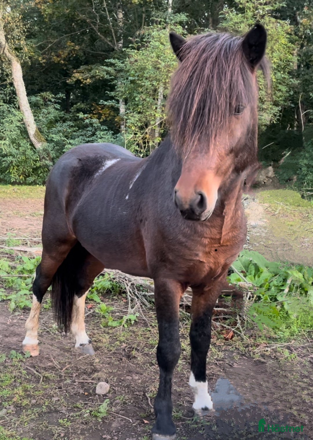 Island hästar till salu: Blivande stjärna! i Kalmar - Annons 3