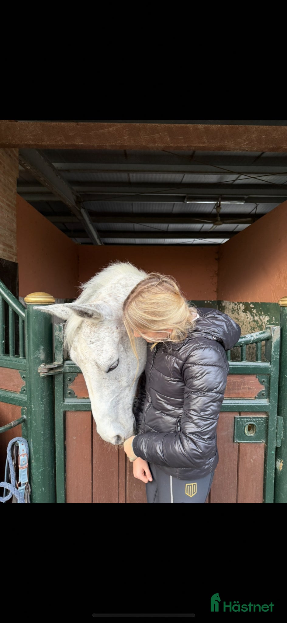 Övrigt hästar till salu: Hela letar sitt nya hem ❤️  - Annons 1