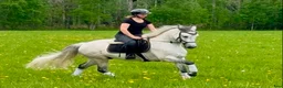 Allround hästar till salu: Lovande Connemara! Klinikbesiktad UA 22/5 - Annons 6