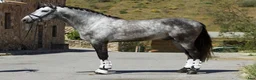 Dressyr hästar till salu: Vacker PRE kille i Guadarrama - Annons 9