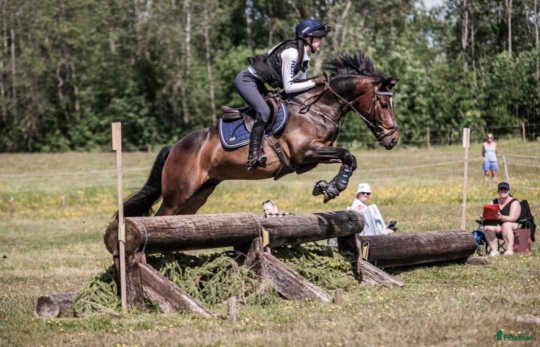 Fälttävlan hästar till salu: SM-placerad, meriterad Fälttävlansponny i Örsundsbro - Annons 1