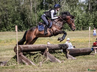 hästar SM-placerad, meriterad Fälttävlansponny - Annons 3