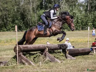 hästar SM-placerad, meriterad Fälttävlansponny - Annons 2