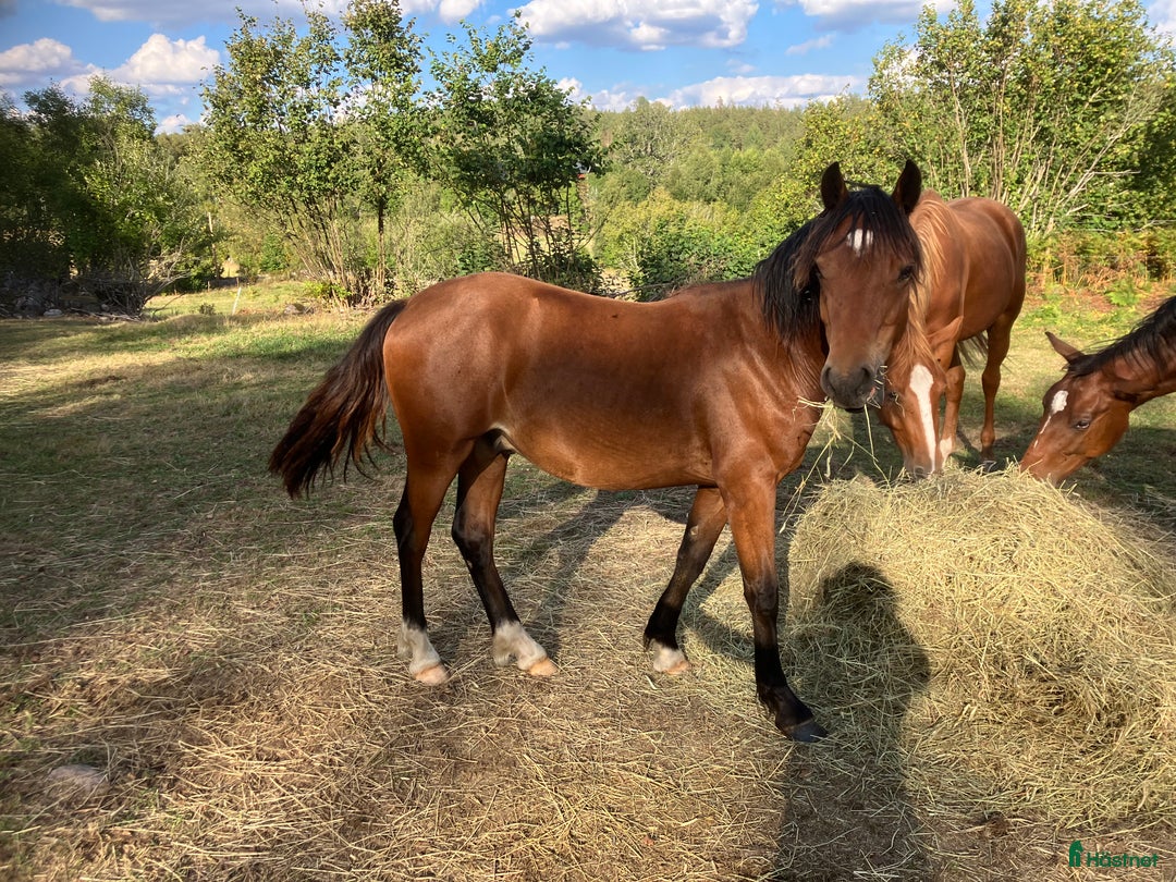 Allround hästar till salu: Welch cob hingst  i Hultsfred - Annons 2