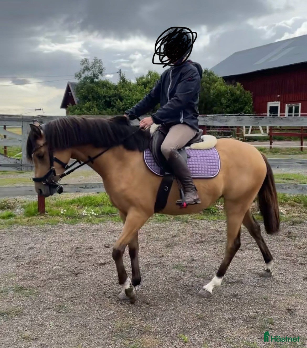  hästar * INTRESSEKOLL * - Annons 2